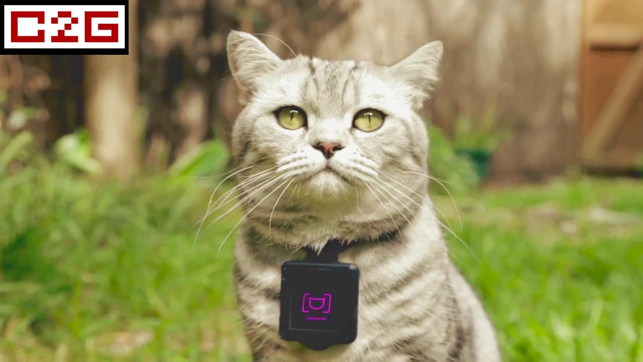 La caméra pour chat, par Whiskas