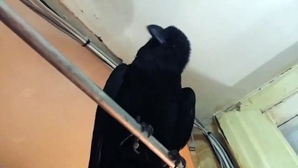 Raven says interesting sounds