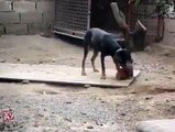 Chicken and Dog Fight - Amazing Video - Must Watch