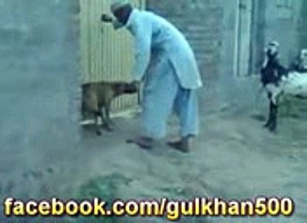 patan ne khute ki baja di