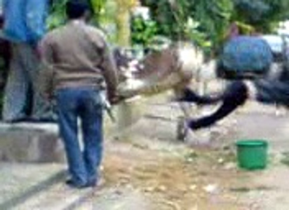 Cow kick