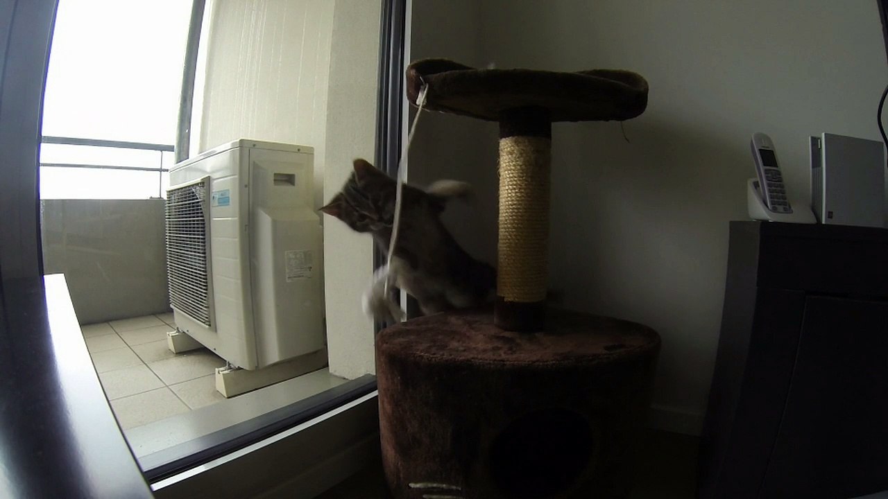 Gopro & Cat - Slow Motion - Time Laps