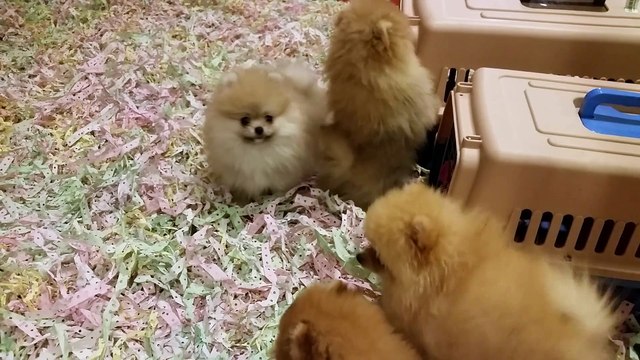 Satilik Pomeranian Boo Dog Yavrulari 05332014917