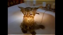 Funny Crazy Cats Playing in Water & Taking Baths Funny Kitty Cats, Funny Pets, Funniest Animals [FUL