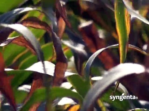 Syngenta - korisnici hibrida kukuruza NK Pako i preparata Gardoprim Plus i Callistos_392_12.03.2015.