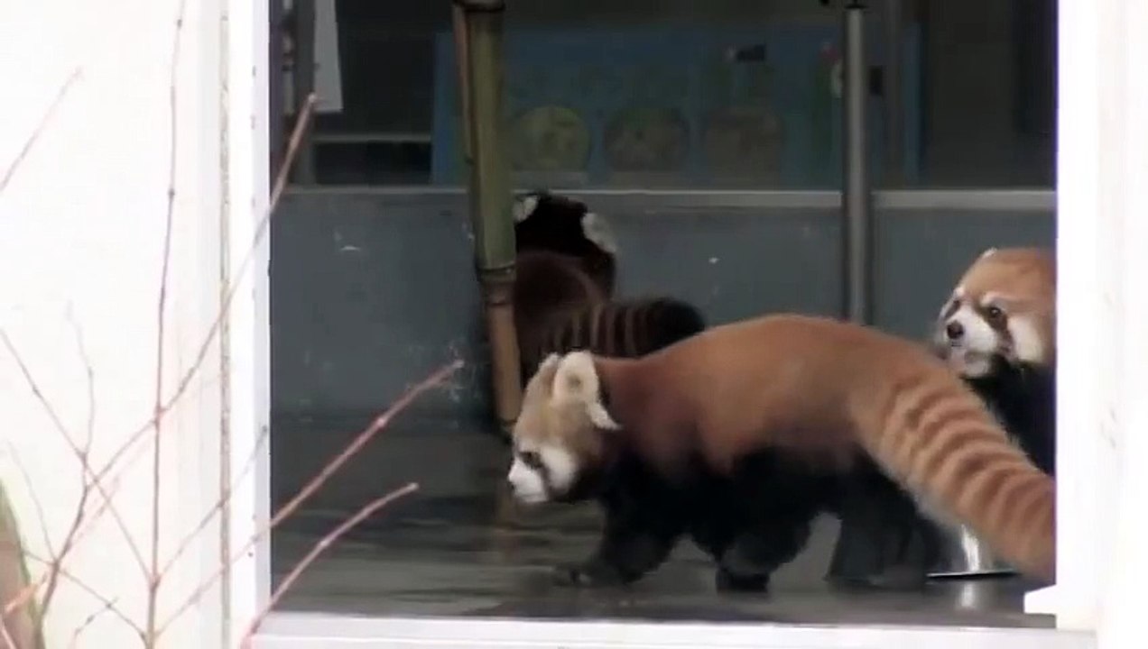 Funny Red Panda Gets Scared By Zooworker ! – Видео Dailymotion