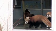 Funny Red Panda Gets Scared By Zooworker !