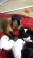 Monkey and his new best friends : cute puppies
