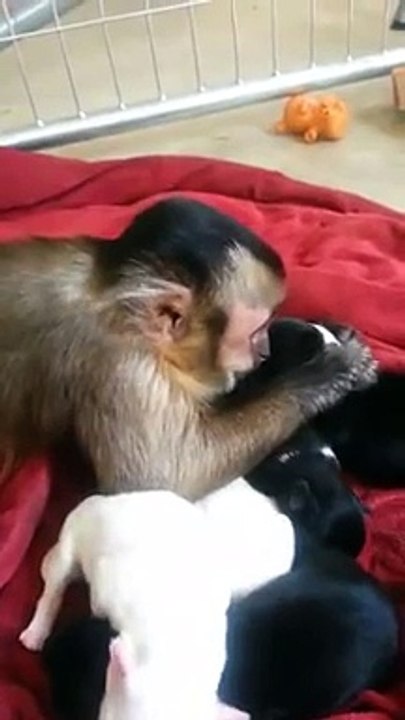 Un petit singe s'occupe de bébés chiens!