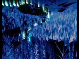 Lobo - Território Selvagem -- BBC