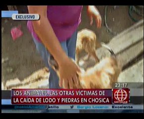 Huaico en Chosica: El drama también lo sufren las mascotas