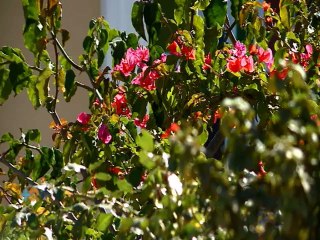 Aprenda cómo se produce el café de Tarrazú