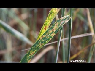 Delta Agrar - herbicidi Lentemul D i Sekator i fungicid Mystic Pro_392_12.03.2015.