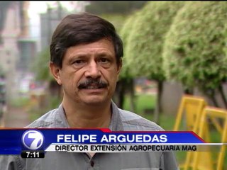 Animales y cultivos afectados por ceniza y lluvia ácida en Turrialba