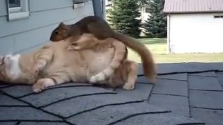 Cat and Squirrel Playing