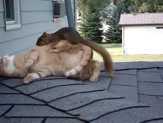 Cat and Squirrel Playing