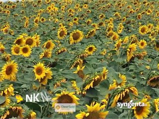 Syngenta - poljoprivrednici o hibridu suncokreta NK Neoma_392_12.03.2015.