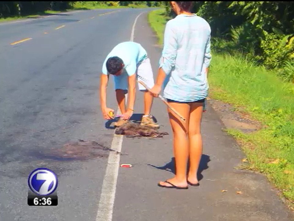 UCR determina que más de 150 animales pierden la vida en carreteras de Puntarenas