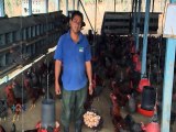 Un proyecto cría pollos para familias de escasos recursos