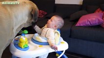 Cute Babies Playing with Big Dogs Compilation January 2015 [720p HD VIDEO]