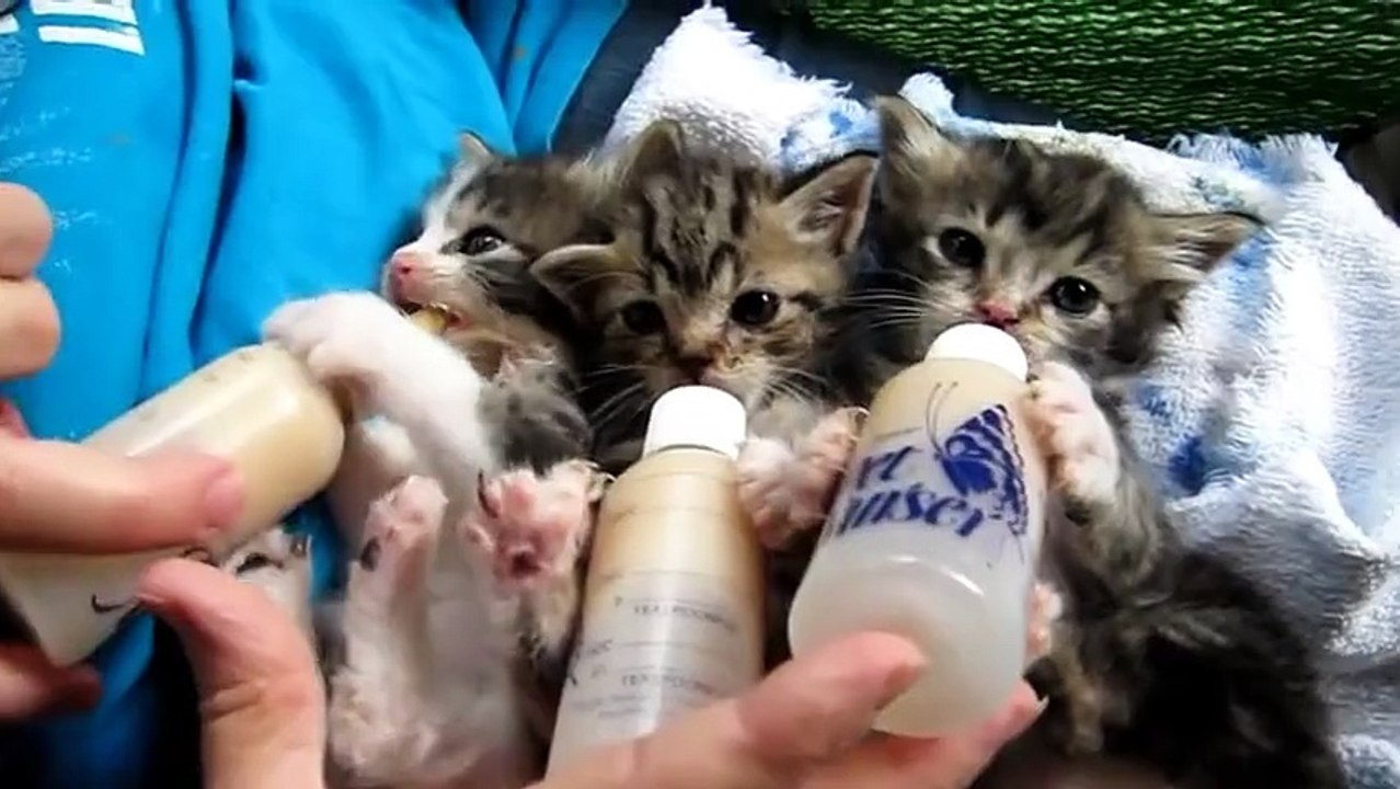 Cuteness on peak