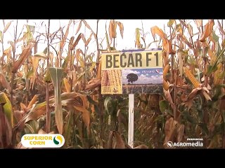 Superior – I komšije žele hibrid kukuruza Bećar F1_393_28.03.2015.