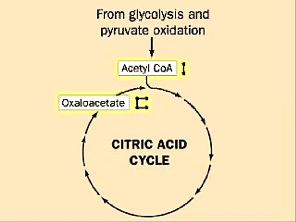 Krebs Cycle animation