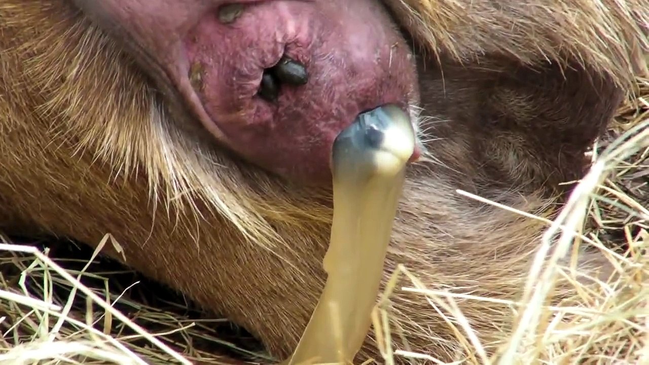 Brownie giving birth