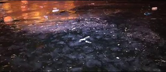 Denizanaları Boğaz’ı istila etti