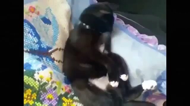 Funny, Clever, Cats, Best, Pets, Compilation, Dog, Tricks, Cat & Dogs, Pet, Animals, Agili