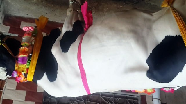 Biggest Australian Cow White and Black for Eid Ul Adha (Azha) Must Watch!!!