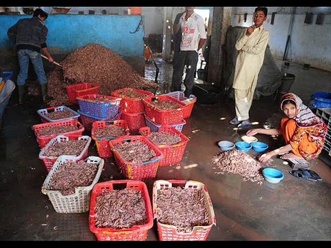 Jhaingay( Prawn /Shrimp) Pakistan Dr.Ashraf Sahibzada