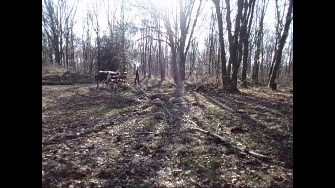 Débardage avec deux boeufs Vosgiens chantier école CFPPA Montmorillon 2015