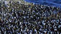 Amazing! Bird steals egg camera & films penguin colony from the air