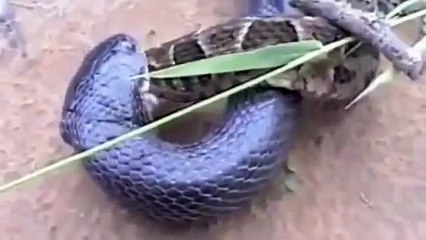 King Cobra Vs Python snak- Animal Fighting -