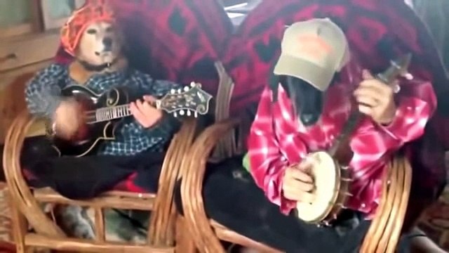 sexxyyy video 2014 nik english-funny animals compilation - funny videos 2014