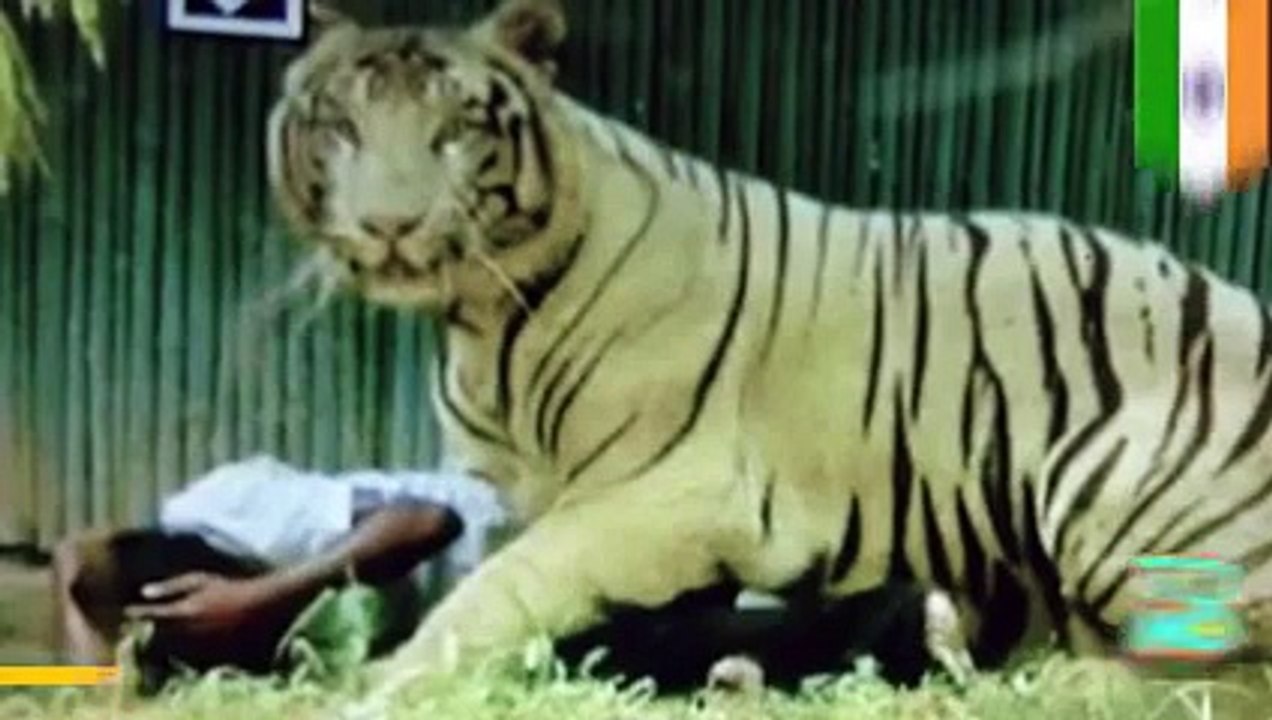HOW And WHY Tiger kills student who fell into New Delhi zoo enclosure -- caught on video!