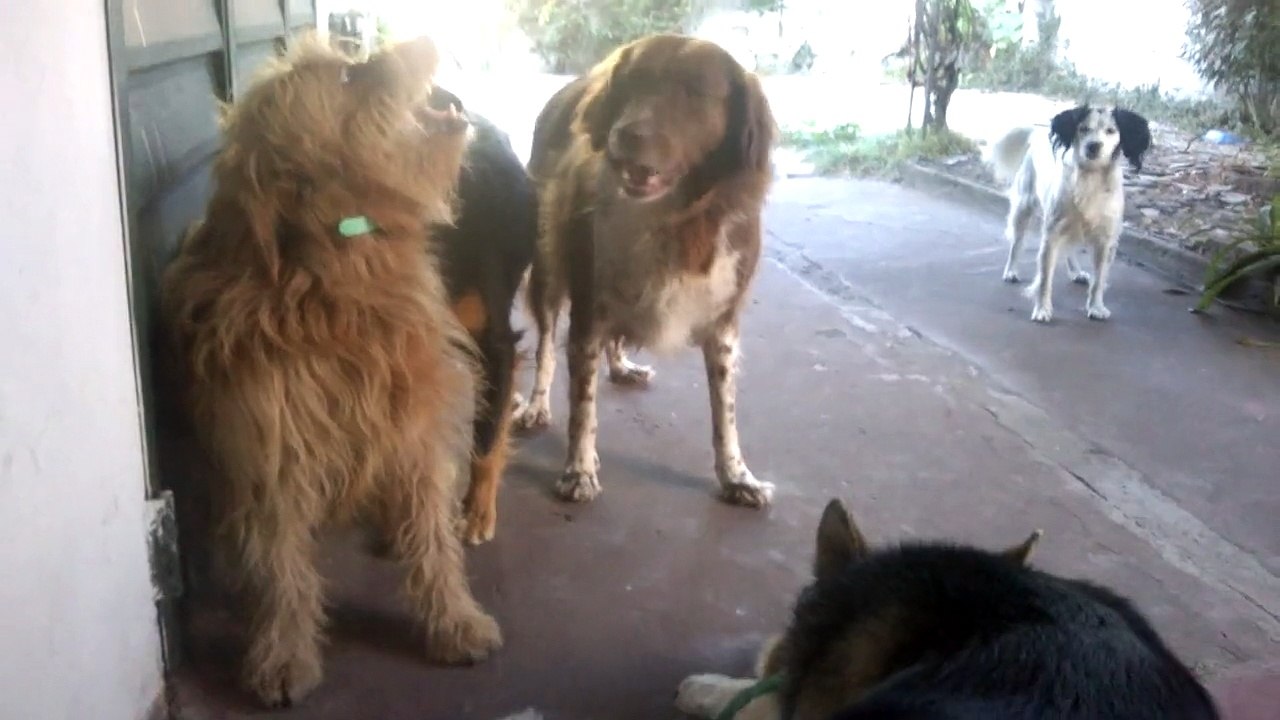 Mis Perris Jugando