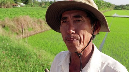 Le Vietnam dope sa production de riz au prix de l'environnement