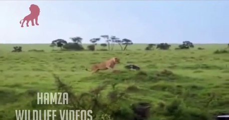 Lion Attack On Eagle - Lion Figthing