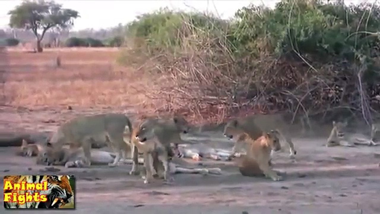 NEW ANIMAL VIDEO 2015, 9 Lion Attack -