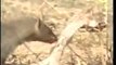 Top Cobra vs Mongoose Fighting - Animal Fighting -