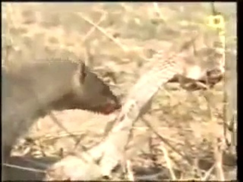 Top Cobra vs Mongoose Fighting - Animal Fighting -