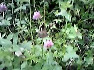 Beautiful Nature Scene: Grass, Flowers, and Birds 🦜