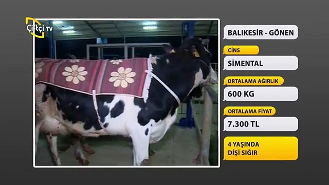BALIKESİR GÖNEN HAYVAN PAZARI