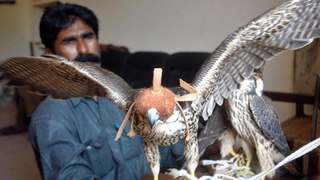 How Falcons are Trained for Hunting in Pakistan