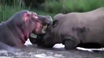 Devlerin Kavgası - Hipopotam ve Gergedan Kavgası