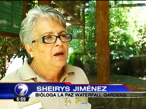 Primeros pumas nacidos en cautiverio están listos para recibir visitas