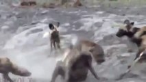 Yaban Köpekleri Hamile Sırtlana Saldırıyor!