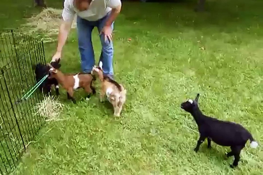 Goat Parkour